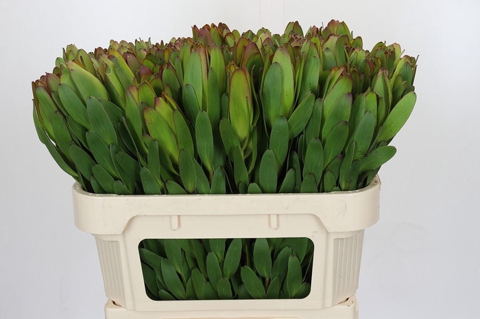 <h4>Leucadendron Goldstrike</h4>