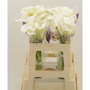 Calla White Art