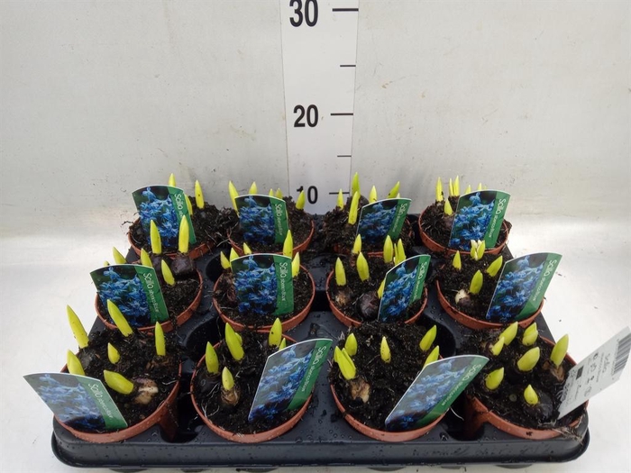 <h4>Scilla siberica</h4>