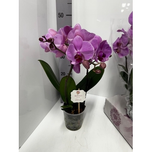 Phalaenopsis Boho Love Pink 12Ø 45cm 2st 15fl