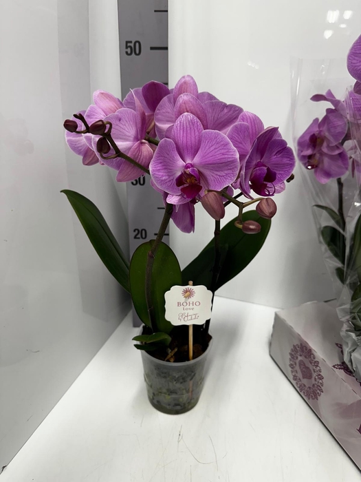 Phalaenopsis Boho Love Pink 12Ø 45cm 2st 15fl