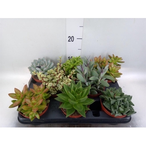 Succulents   ...