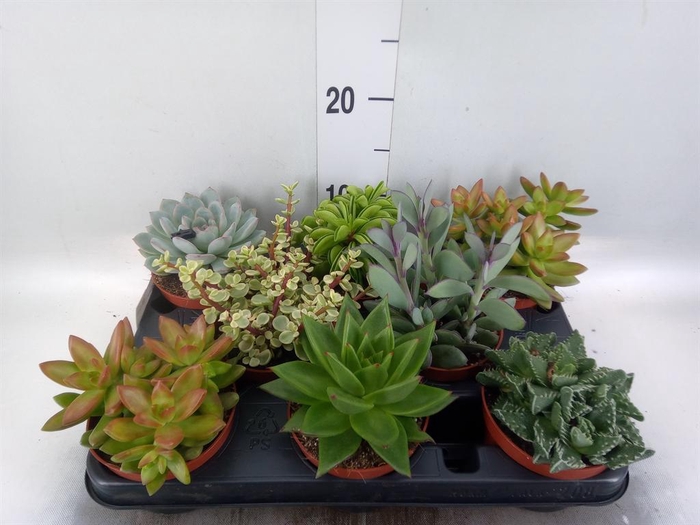<h4>Succulents   ...</h4>