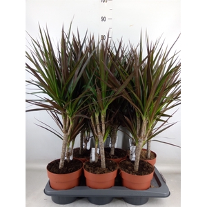 Dracaena marg. 'Magenta'