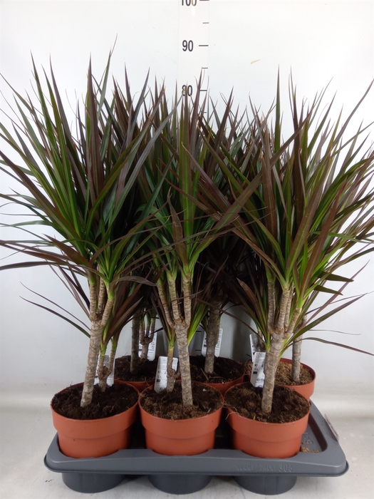 <h4>Dracaena marg. 'Magenta'</h4>