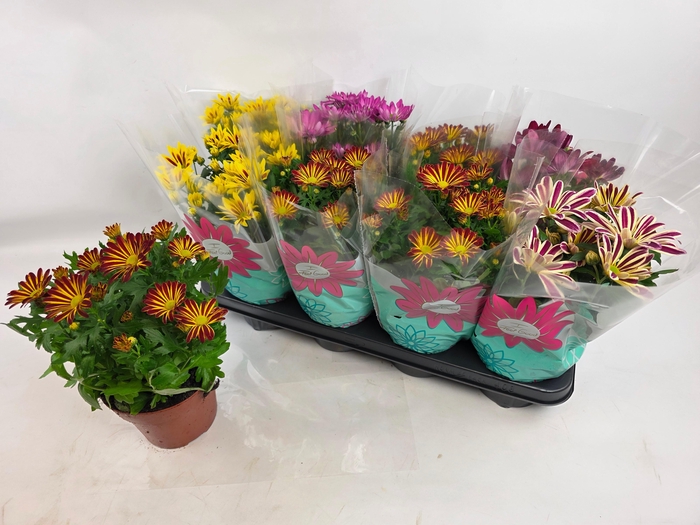 <h4>CHRYS GEM 5 KL</h4>