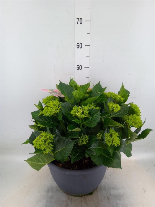 <h4>Hydrangea mac.</h4>