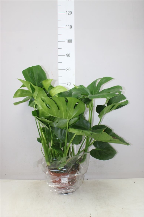 <h4>Monstera Deliciosa</h4>