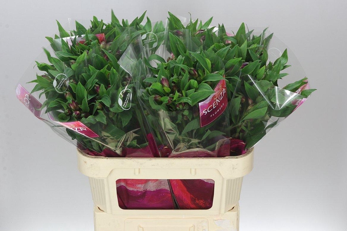 <h4>Alstro Carline</h4>