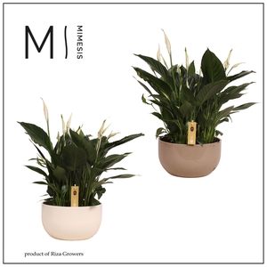 Spathiphyllum Pico Cupido - 13 cm in Lynn schaal