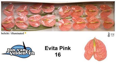 <h4>Anth A Evita Pink</h4>