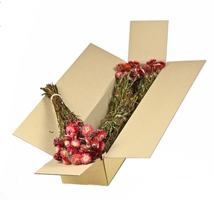 Helichrysum Natural Ruby Red