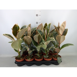 Ficus elastica 'Tineke'