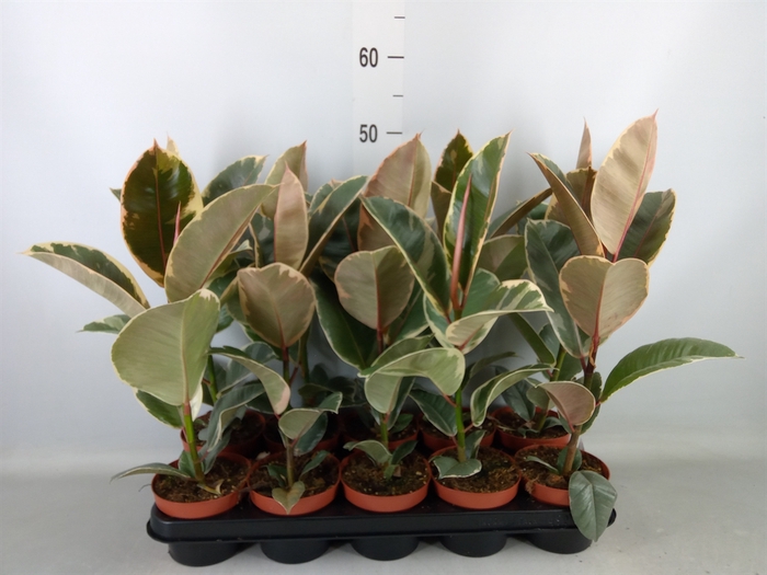 <h4>Ficus elastica 'Tineke'</h4>