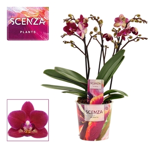 Phalaenopsis dazzling Chamonix 3-4 tak (Scenza)