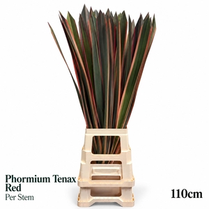 PHORM T VARIEGATUM