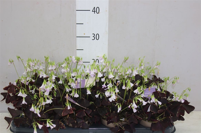 <h4>Oxalis Triangularis</h4>