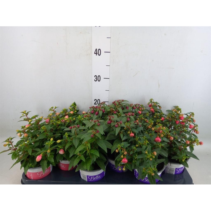 <h4>Fuchsia  'Bella Fuchsia'  ..mix</h4>