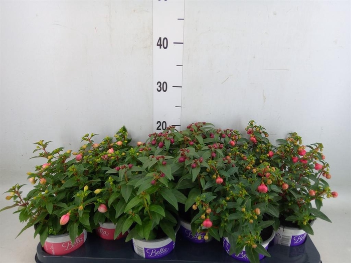 Fuchsia  'Bella Fuchsia'  ..mix