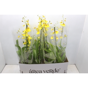 ONCIDIUM ALOHA P15