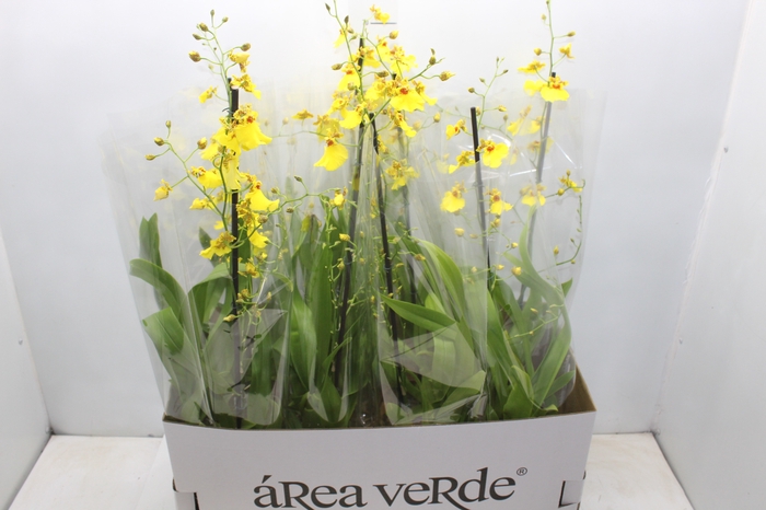 <h4>ONCIDIUM ALOHA P15</h4>