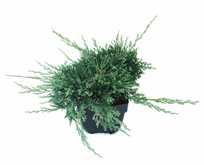 <h4>Juniperus Wiltonii</h4>