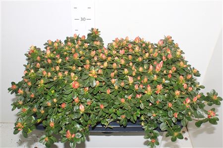 <h4>Rhodo Si Fluostern</h4>