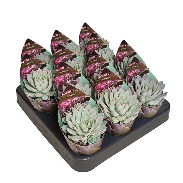 <h4>ECHEVERIA 'SPARK' - POT Ø 6,5 WITH POTCOVER (SUCCULENTEN)</h4>