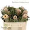 Banksia Hookeriana