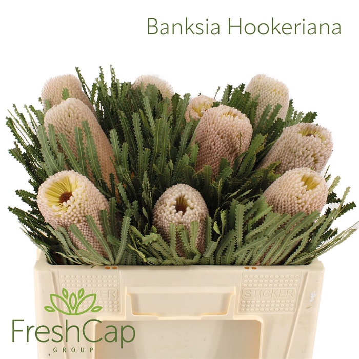 <h4>Banksia Hookeriana</h4>