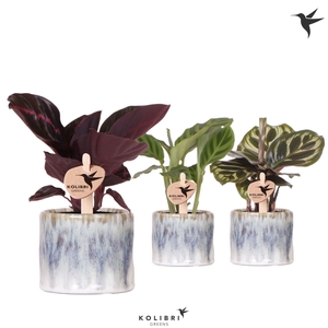 Kolibri Greens Calathea mix in Sky pot