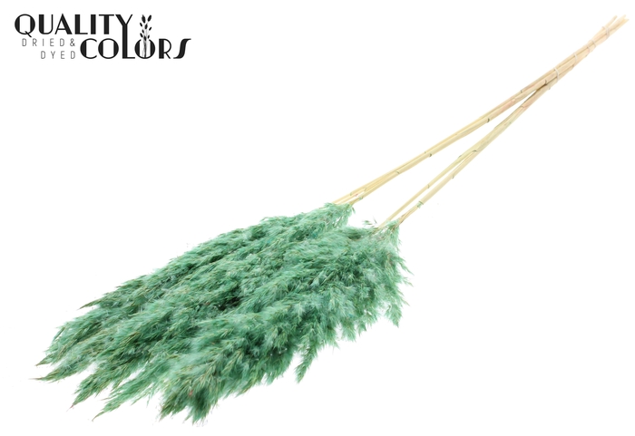 <h4>Pampas Grass 100cm 5st/bunch Bleached Frosted Mint</h4>