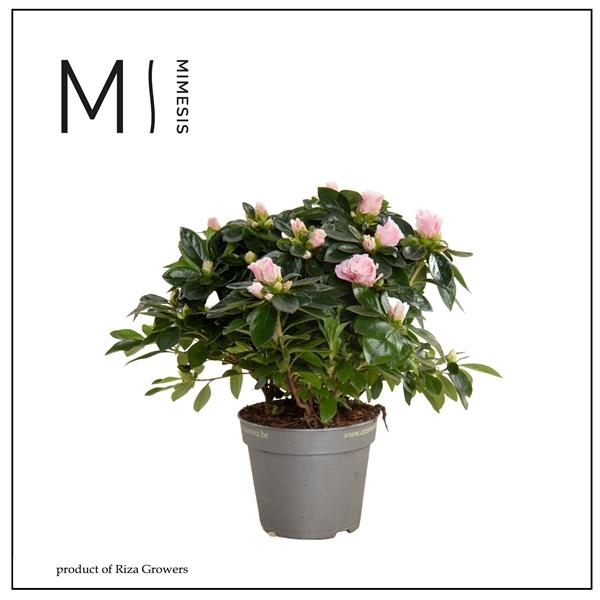 <h4>Mimesis Azalea AIKO - 13cm Bicolor</h4>