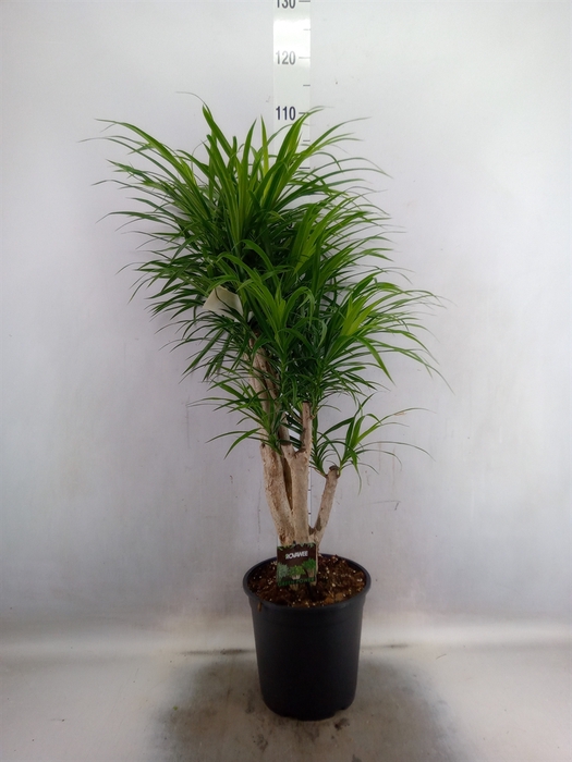 <h4>Dracaena refl. 'Anita'</h4>