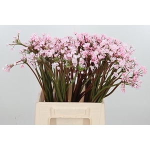 ALLIUM FLOCON KL BH ROZE