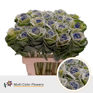 Brassica MarshM Blauw Donker