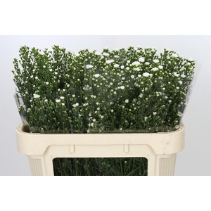 Aster Paquita