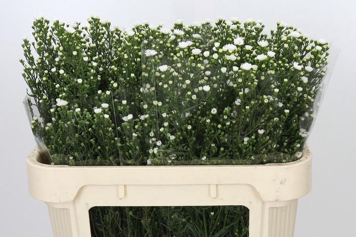 <h4>Aster Paquita</h4>