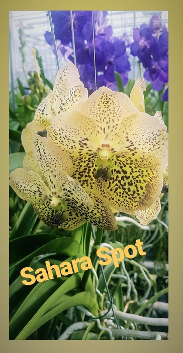 <h4>Vanda Sahara Spots</h4>