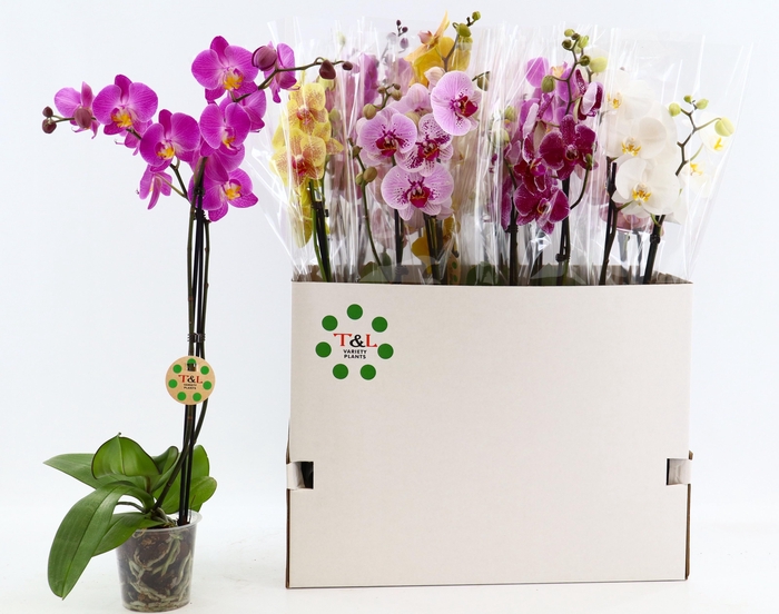<h4>PHAL GEM 7 KL</h4>