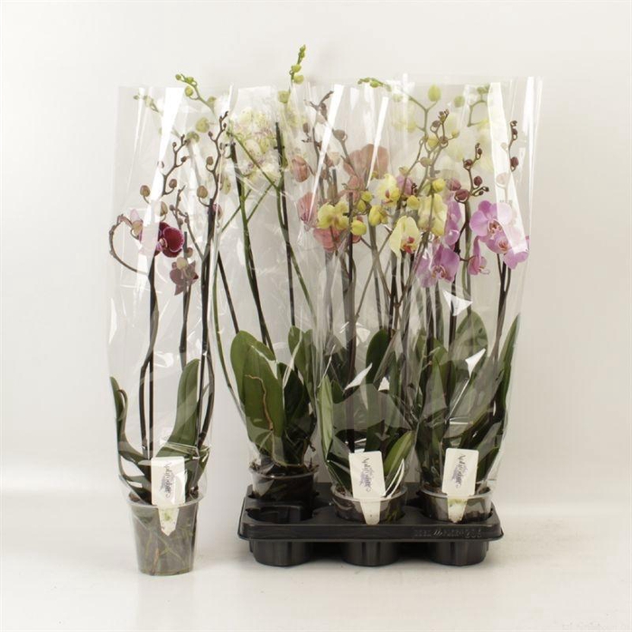 <h4>PHAL GEM 4 KL</h4>