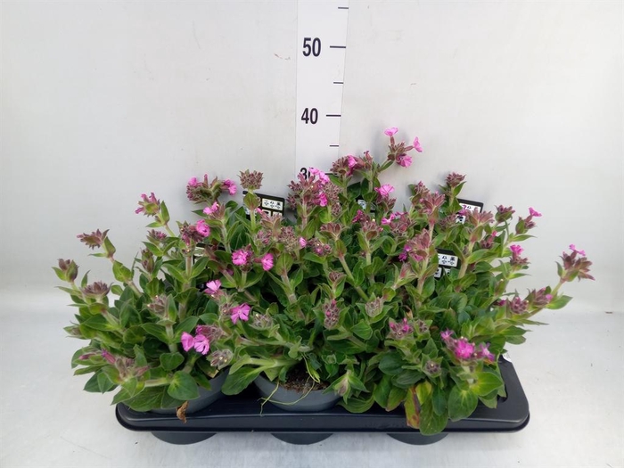 <h4>Silene   ...</h4>