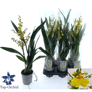 Oncidium (Cites) 12Ø 60cm 1st