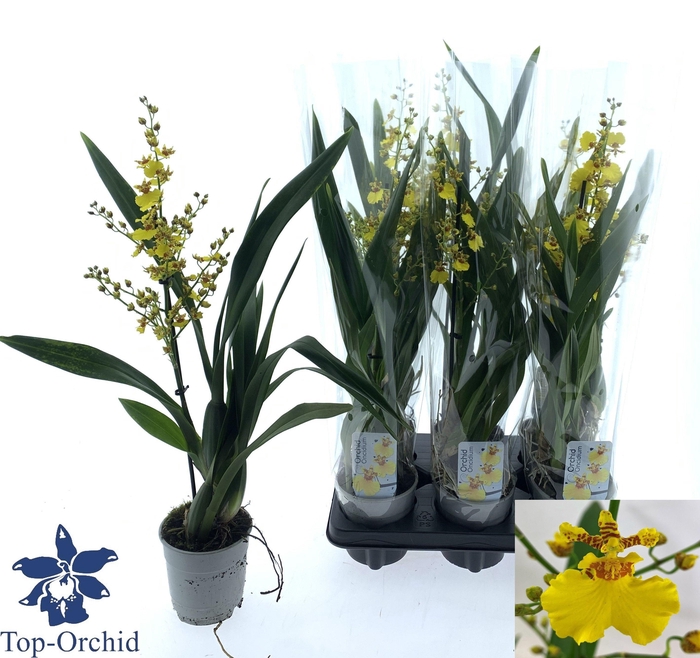Oncidium (Cites) 12Ø 60cm 1st