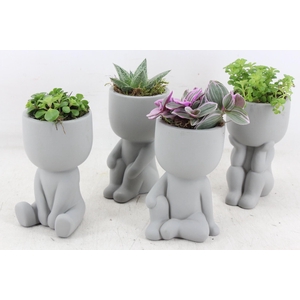 arr3 SN - Ker. pop grey chiling x12