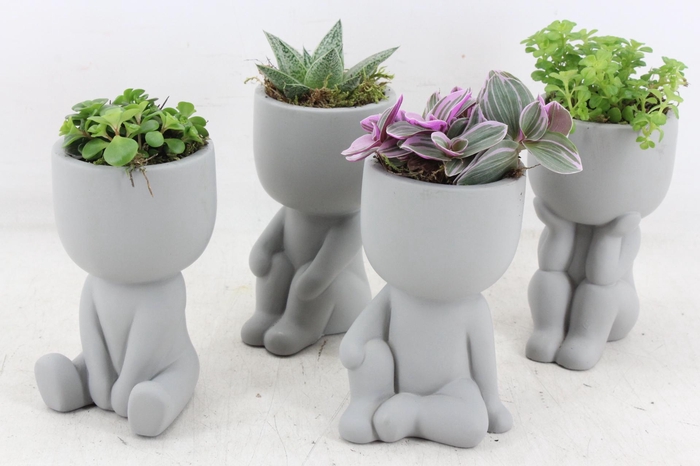 <h4>arr3 SN - Ker. pop grey chiling x12</h4>