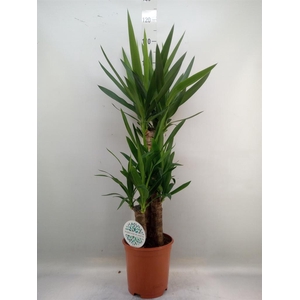 Yucca   ...