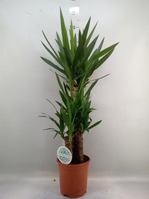 <h4>Yucca   ...</h4>