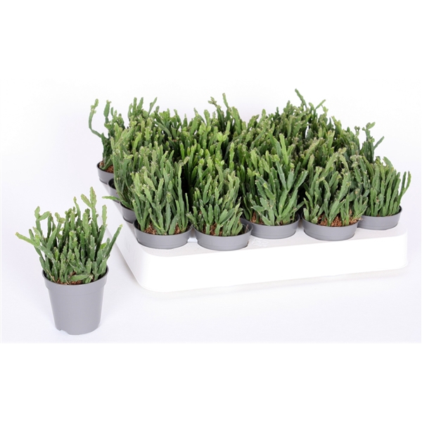 <h4>Rhipsalis Ewaldiana 5,5 cm</h4>