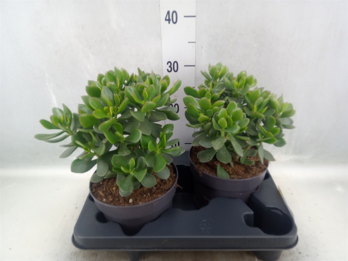 Crassula  'Minova Magic'